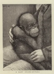 A Baby Orang-Outang